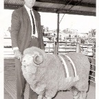 Doug Mills and prize ram